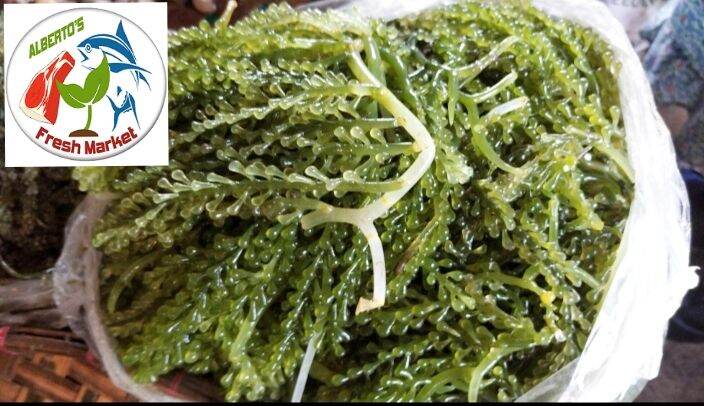 FRESH SEAFOODS LATU 1kg