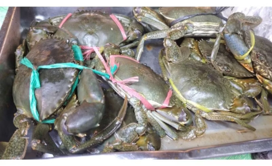 FRESH LIVE CRAB (ALIMANGO) 1/2KG