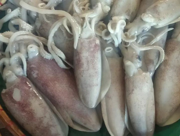FRESH SEAFOODS SQUID ( PUSIT ) 500 grams – Alberto's Fresh Market